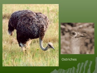 Ostriches
 