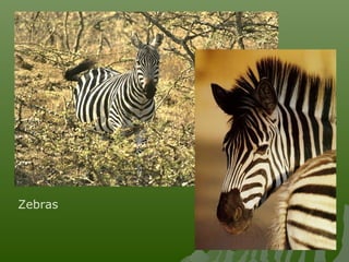 Zebras
 