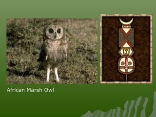 African Marsh Owl
 