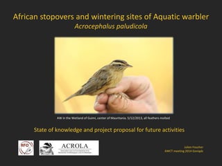 African stopovers and wintering sites of Aquatic warbler
Acrocephalus paludicola
State of knowledge and project proposal for future activities
Julien Foucher
AWCT meeting 2014 Goniądz
AW in the Wetland of Guimi, center of Mauritania. 5/12/2013, all feathers molted
 