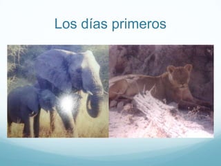 Los días primeros
 