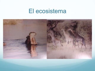 El ecosistema
 