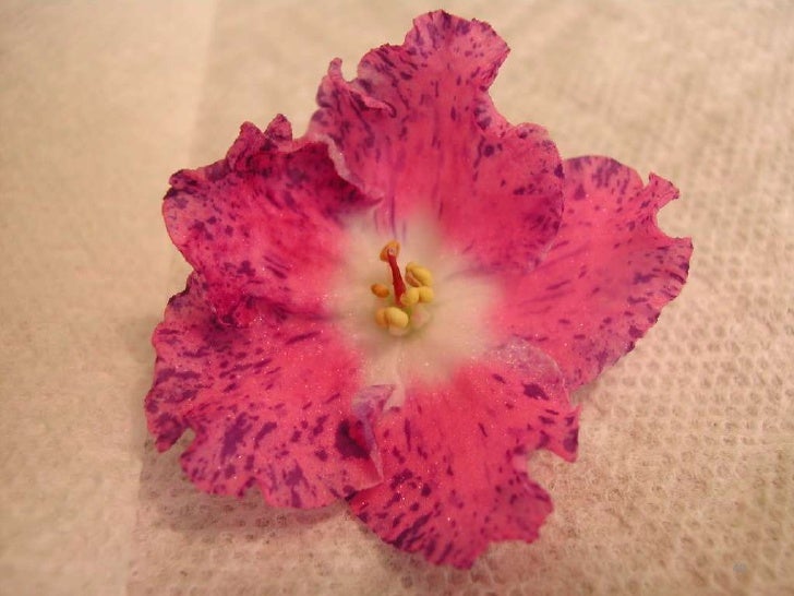 African Violets
