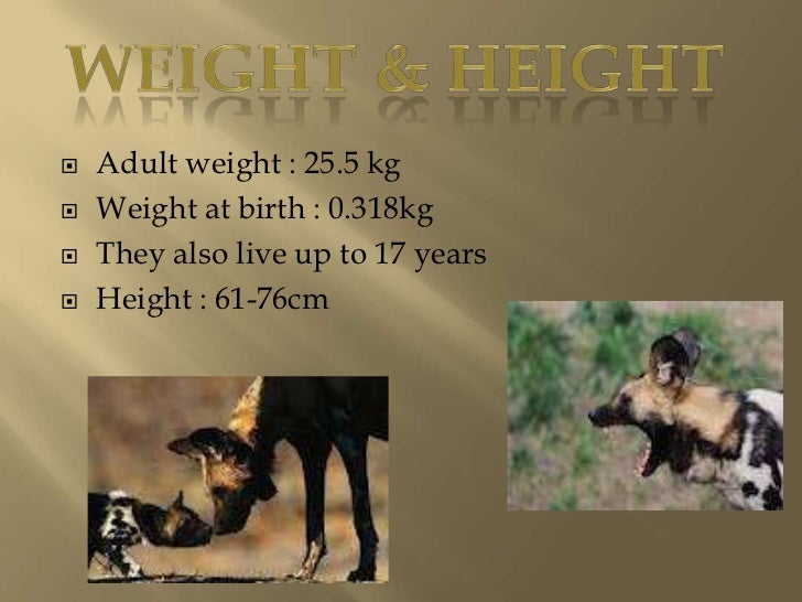 African Wild Dog