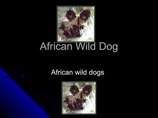 African Wild Dog

  African wild dogs
 