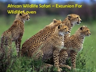 African Wildlife Safari – Excursion For
Wildlife Lovers
 