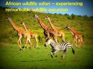 African wildlife safari – experiencing
remarkable wildlife excursion
 