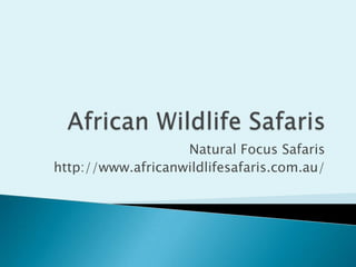 Natural Focus Safaris
http://www.africanwildlifesafaris.com.au/
 
