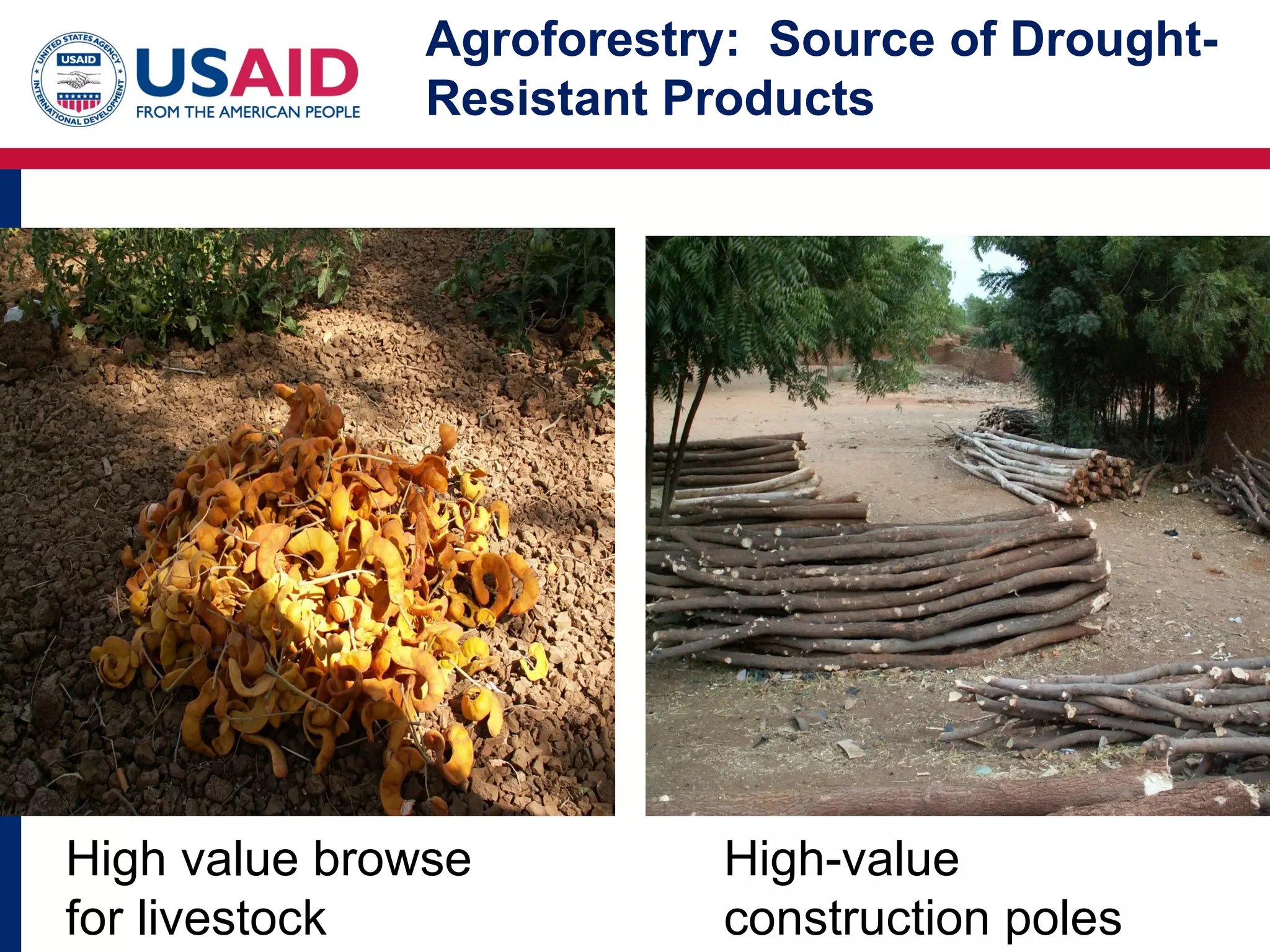 Agroforestry: Source of Drought-
               Resistant Products




High value browse          High-value
for livestock              construction poles
 
