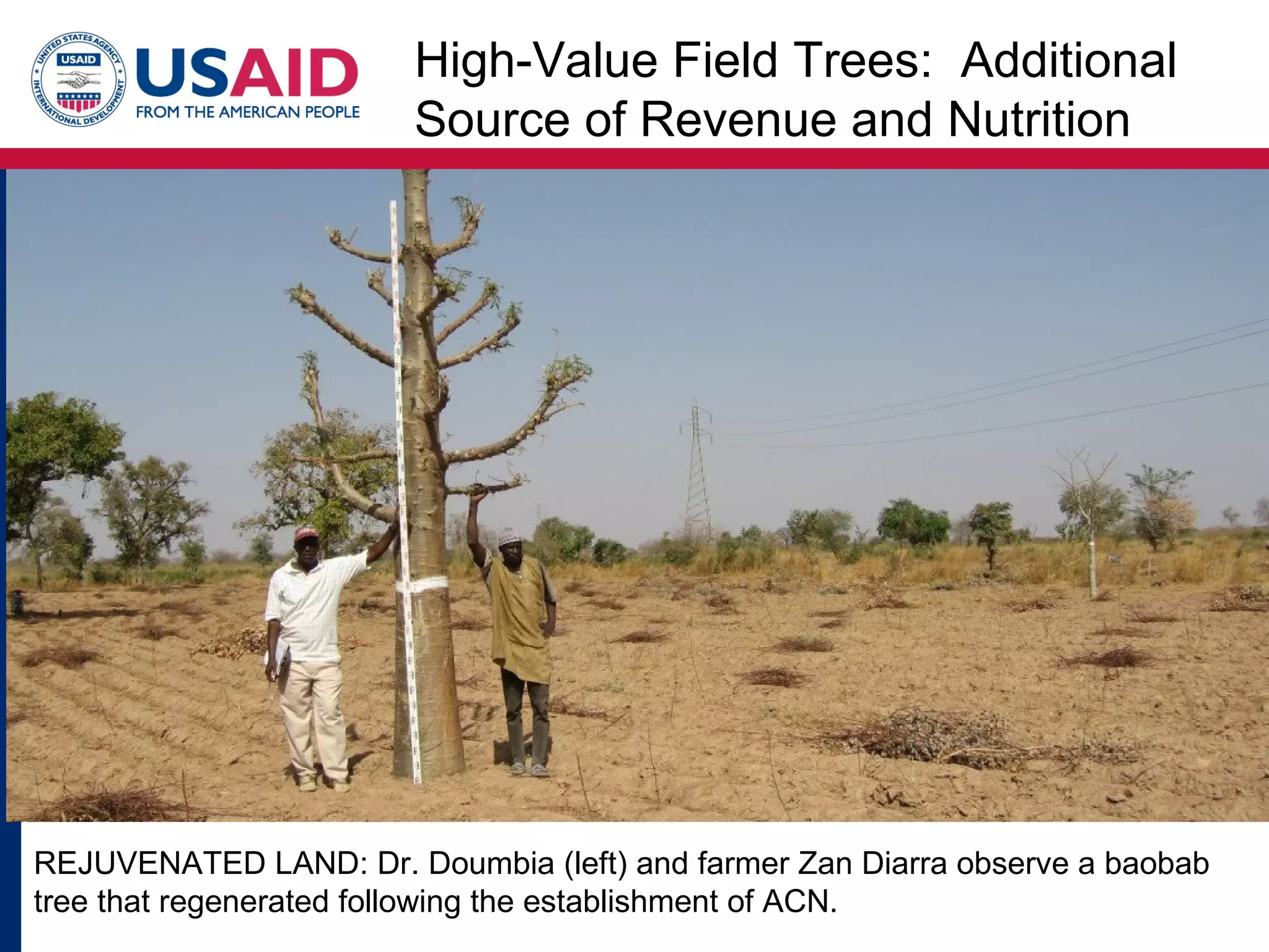 High-Value Field Trees: Additional
                        Source of Revenue and Nutrition




REJUVENATED LAND: Dr. Doumbia (left) and farmer Zan Diarra observe a baobab
tree that regenerated following the establishment of ACN.
 