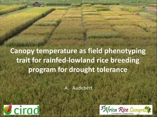 Canopy temperature as field phenotyping
trait for rainfed-lowland rice breeding
program for drought tolerance
A. Audebert

 