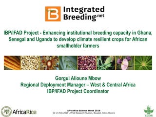 AfricaRice Science Week 2019
11-15 Feb 2019 , M’bé Research Station, Bouaké, Côte d'Ivoire
IBP/IFAD Project - Enhancing institutional breeding capacity in Ghana,
Senegal and Uganda to develop climate resilient crops for African
smallholder farmers
Gorgui Alioune Mbow
Regional Deployment Manager – West & Central Africa
IBP/IFAD Project Coordinator
 