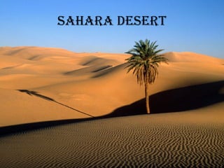 Sahara Desert 