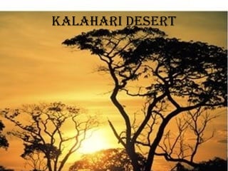 Kalahari Desert 