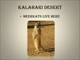 Kalahari Desert Meerkats live here 