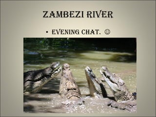 Zambezi River Evening Chat.   