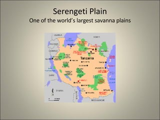 Serengeti Plain One of the world’s largest savanna plains 