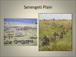 Serengeti Plain 