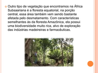  Outro tipo de vegetação que encontramos na África
Subsaariana é a floresta equatorial, na porção
central, essa área também vem sendo bastante
afetada pelo desmatamento. Com características
semelhantes às da floresta Amazônica, ela possui
uma biodiversidade muito rica, alvo de exploração
das indústrias madeireiras e farmacêuticas.
 