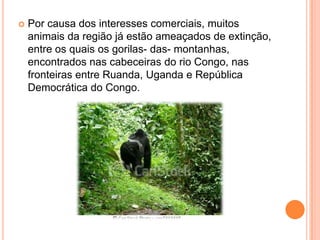  Por causa dos interesses comerciais, muitos
animais da região já estão ameaçados de extinção,
entre os quais os gorilas- das- montanhas,
encontrados nas cabeceiras do rio Congo, nas
fronteiras entre Ruanda, Uganda e República
Democrática do Congo.
 