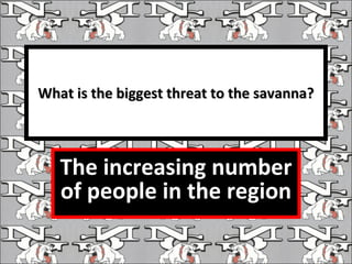 What is the biggest threat to the savanna? The increasing number of people in the region 