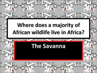 Where does a majority of African wildlife live in Africa? The Savanna 