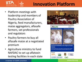 Innovation Platform
• Platform meetings with
leadership and members of
Poultry Association of
Nigeria, feed manufacturers,
maize aggregators, aflasafe
farmers, vet professionals
and regulators
• Poultry farmers to buy all
aflasafe maize at a negotiated
premium
• Agriculture ministry to fund
NAFDAC to set up aflatoxin
testing facilities in each state
www.iita.orgA member of CGIAR consortium
 