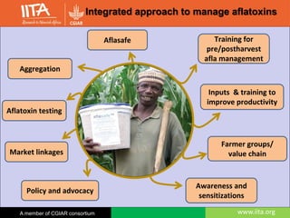 www.iita.orgwww.iita.orgA member of CGIAR consortium
Integrated approach to manage aflatoxins
Aggregation
Aflasafe
Inputs & training to
improve productivity
Farmer groups/
value chain
Training for
pre/postharvest
afla management
Awareness and
sensitizations
Policy and advocacy
Market linkages
Aflatoxin testing
 