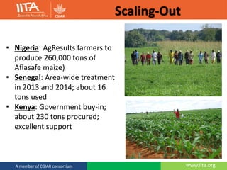 www.iita.orgA member of CGIAR consortium
Scaling-Out
• Nigeria: AgResults farmers to
produce 260,000 tons of
Aflasafe maize)
• Senegal: Area-wide treatment
in 2013 and 2014; about 16
tons used
• Kenya: Government buy-in;
about 230 tons procured;
excellent support
 