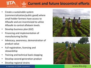 www.iita.orgA member of CGIAR consortium
Current and future biocontrol efforts
• Create a sustainable system
(commercialization/public good) where
small holder farmers have access to
Aflasafe and are incentivized to utilize
Aflasafe to control aflatoxin levels
• Develop business plan (GIZ)
• Financing and implementation of
manufacturing facility
• Advocacy, awareness, demonstration of
product value
• Full registration, licensing and
stewardship
• Training and technical back-stopping
• Develop second generation product
• Develop regional strains
 