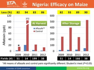 www.iita.orgA member of CGIAR consortium
Nigeria: Efficacy on Maize
372
0
20
40
60
80
100
120
2009 2010 2011 2012
Aflasafe™
Control
0
100
200
300
400
500
600
2009 2010 2011 2012
82 94 83 86 82 93 89 90
51 14 199 38 51 14 166 38Fields (#)
Less (%)
At Harvest After Storage
*All means of aflasafe and control pairs significantly different; Student’s t-test (P<0.05)
*
Aflatoxin(ppb)
 