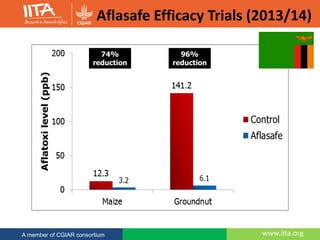 www.iita.org
Aflasafe Efficacy Trials (2013/14)
www.iita.orgA member of CGIAR consortium
74%
reduction
96%
reduction
 