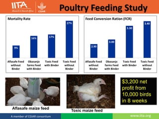 Poultry Feeding Study
$3,200 net
profit from
10,000 birds
in 8 weeks
www.iita.orgMycored Europe, 28 May, 2013A member of CGIAR consortium
Aflasafe maize feed
Toxic maize feed
 