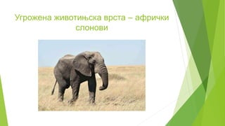 Угрожена животињска врста – афрички
слонови
 