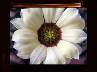 Afrikai  aranyvirág    Gazania