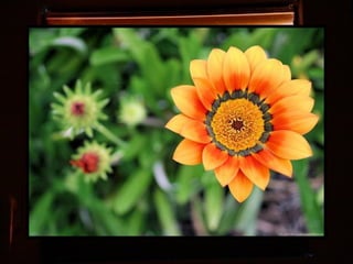 Afrikai  aranyvirág    Gazania