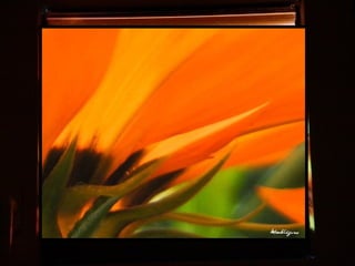 Afrikai  aranyvirág    Gazania