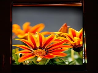 Afrikai  aranyvirág    Gazania