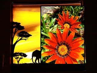 Afrikai  aranyvirág    Gazania