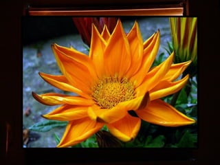 Afrikai  aranyvirág    Gazania