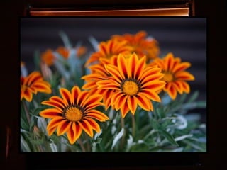 Afrikai  aranyvirág    Gazania