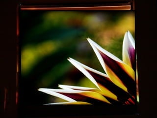 Afrikai  aranyvirág    Gazania