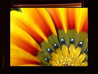 Afrikai  aranyvirág    Gazania