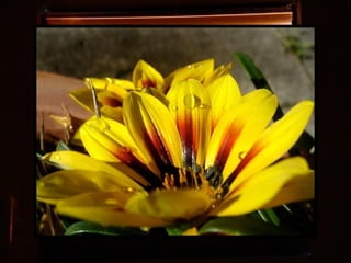 Afrikai  aranyvirág    Gazania