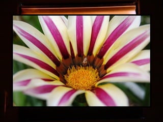 Afrikai  aranyvirág    Gazania