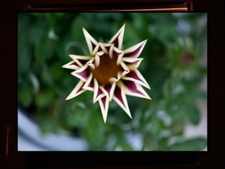 Afrikai  aranyvirág    Gazania