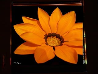 Afrikai  aranyvirág    Gazania