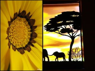 Afrikai  aranyvirág    Gazania