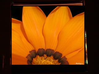 Afrikai  aranyvirág    Gazania