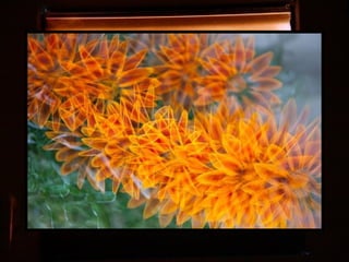 Afrikai  aranyvirág    Gazania